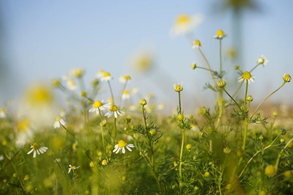 Photo Organic Farming