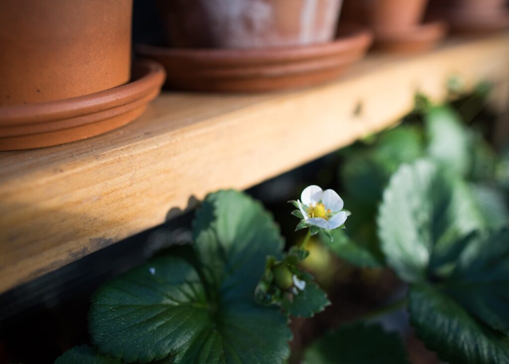 Photo Vertical garden